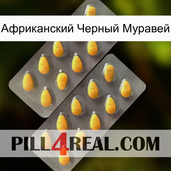 Африканский Черный Муравей cialis2.jpg